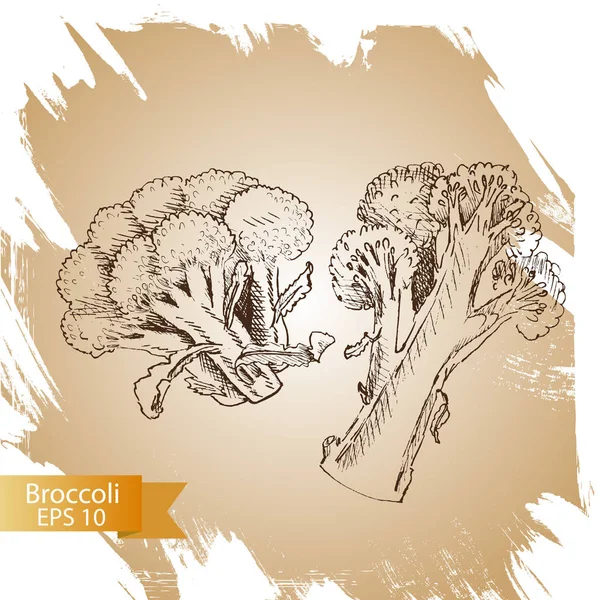 Fond croquis brocoli . — Image vectorielle