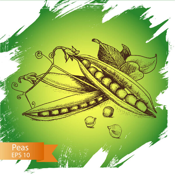 Set of hand drawn graphic illustration. 