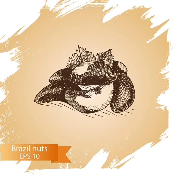 巴西坚果和树叶 — 图库矢量图片