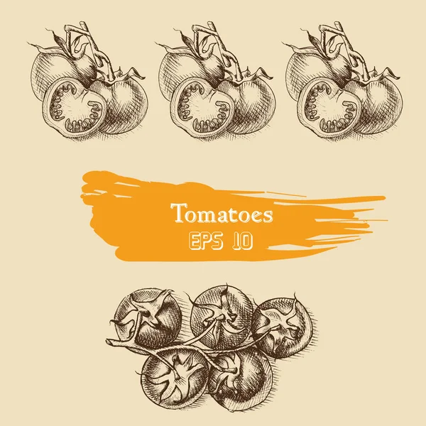 Croquis de fond des tomates . — Image vectorielle