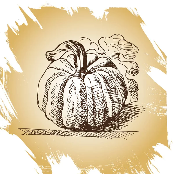 Hand drawn vintage illustration of pumpkin — Stock Vector