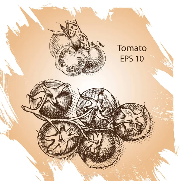 토마토의 배경 스케치. — 스톡 벡터