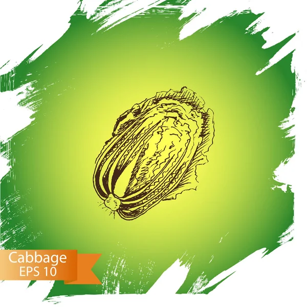 Ілюстрація ескіз - капуста. овочевий . — стоковий вектор
