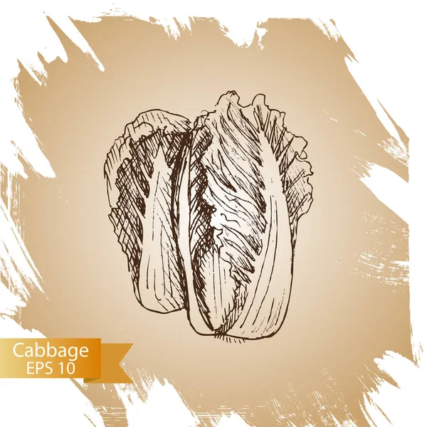 Illustration sketch - cabbage. — Stock Illustration Illustration sketch - cabbage. Royalty Free Stock Vectors
