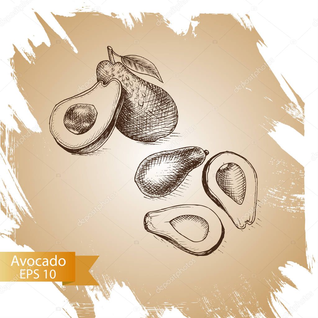 illustration sketch avocado. 