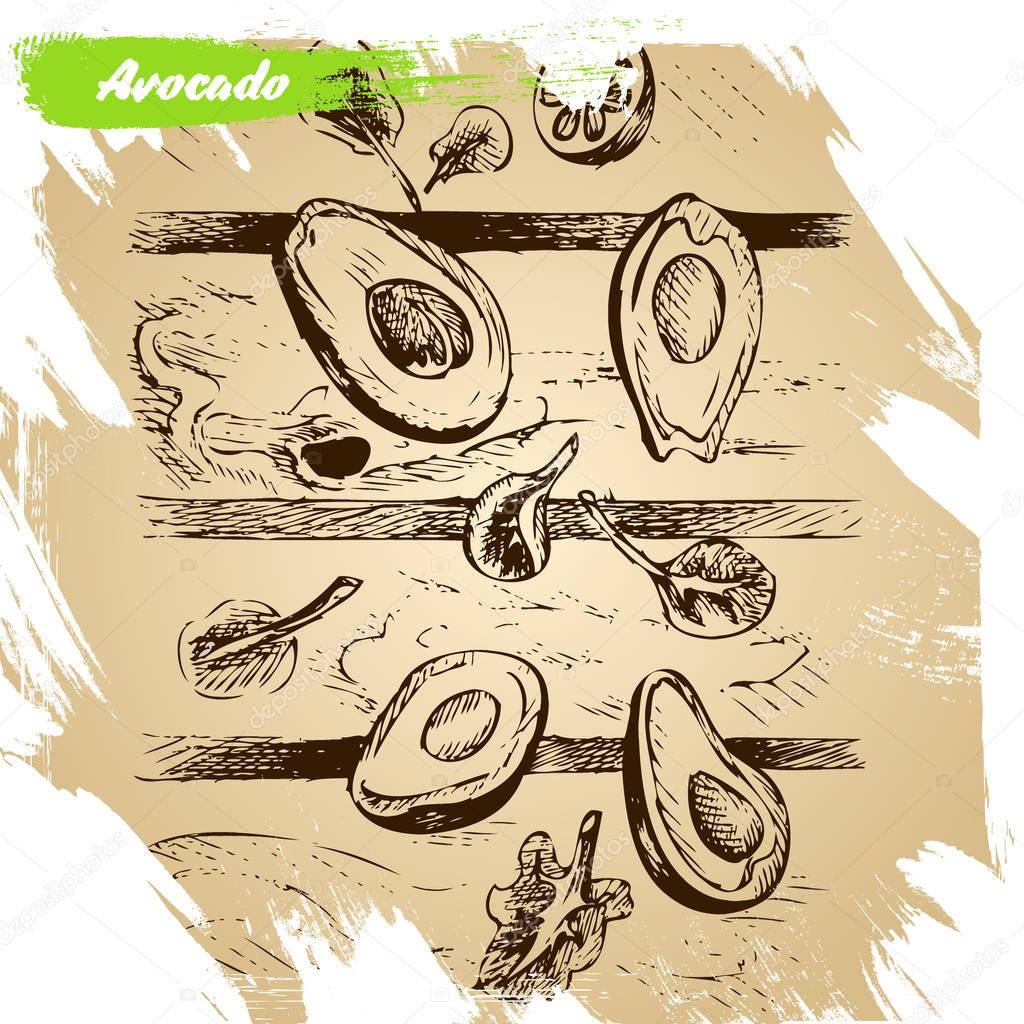 illustration sketch avocado. 