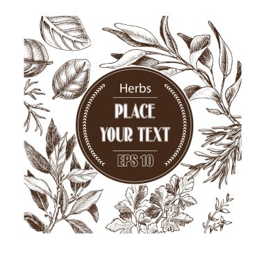 Vektör arka plan kroki otlar. Otlar - defne yaprağı, dere otu, kekik, adaçayı, biberiye, fesleğen, maydanoz, roka.