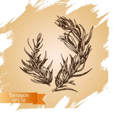 Vektör arka plan kroki tarhun.