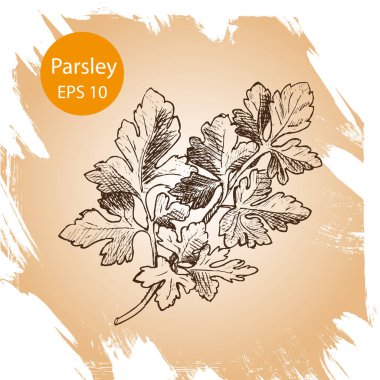 Vektör arka plan, kroki otlar, baharatlar. Kişniş çizimi.