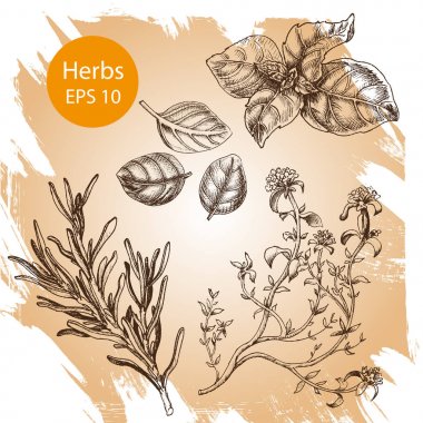 Vektör arka plan kroki fesleğen, kekik, biberiye.