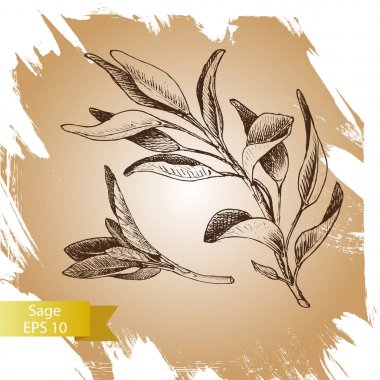 Vektör arka plan, kroki adaçayı.