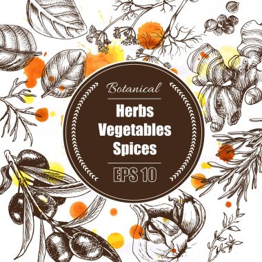 Vektör arka plan - baharatlar, bitkiler, sebze.