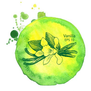 Vektör arka plan kroki baharat. Resimde vanilya.