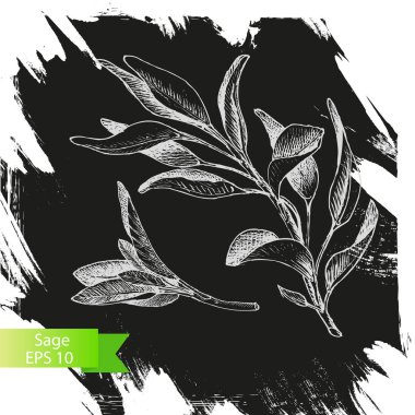 Vektör arka plan, kroki adaçayı.