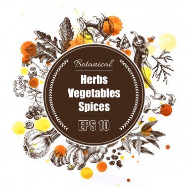Vektör arka plan - baharatlar, bitkiler, sebze.