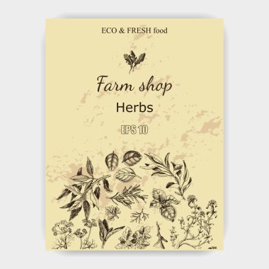 Vektör arka plan kroki otlar. Otlar - defne yaprağı, dere otu, kekik, adaçayı, biberiye, fesleğen, maydanoz, roka.