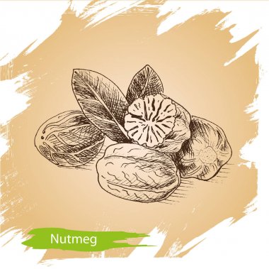 Vektör arka plan kroki küçük hindistan cevizi. Resimde baharat.