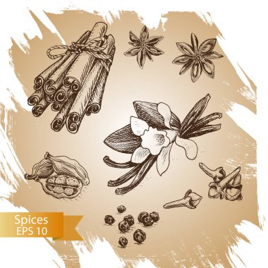 Vektör arka plan kroki star anis, karanfil, kakule, vanilya, tarçın.