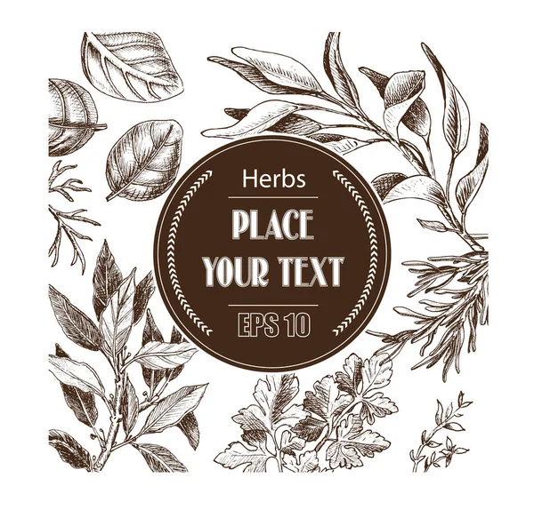 Vektör arka plan kroki otlar. Otlar - defne yaprağı, dere otu, kekik, adaçayı, biberiye, fesleğen, maydanoz, roka.