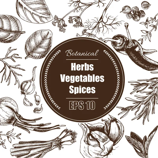 Fondo vectorial - especias, hierbas, verduras . — Archivo Imágenes Vectoriales