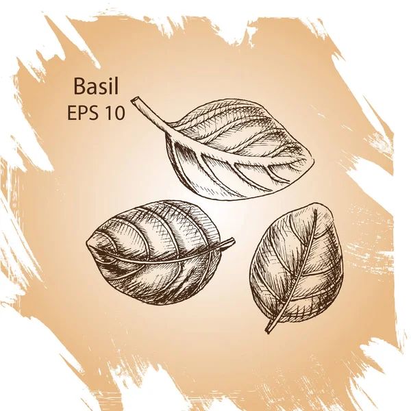Boceto de fondo vectorial Basil . — Vector de stock