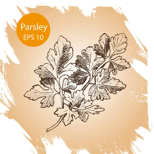 Vektör arka plan, kroki otlar, baharatlar. Kişniş çizimi.