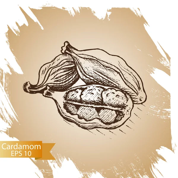 Ilustración vectorial de cardamomo. Condimento culinario. Especia de cocina hecha en estilo boceto dibujado a mano . — Vector de stock