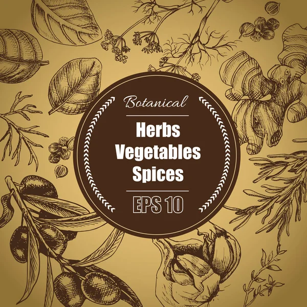 Vector háttér - fűszerek, fűszernövények, zöldség. — Stock Vector