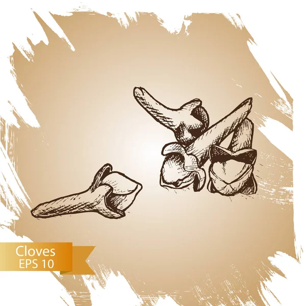 Vektör arka plan kroki karanfil. Resimde baharat.