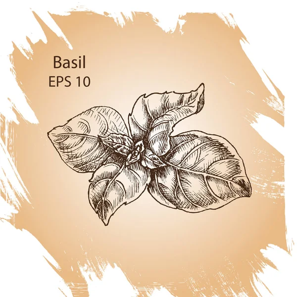 Boceto de fondo vectorial Basil . — Archivo Imágenes Vectoriales