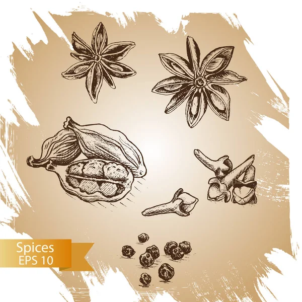 Vektör arka plan kroki star anis, karanfil, kakule.