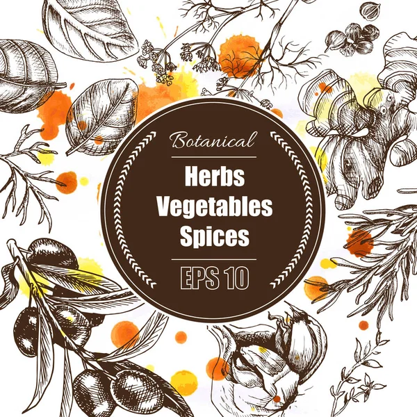 Vektör arka plan - baharatlar, bitkiler, sebze.