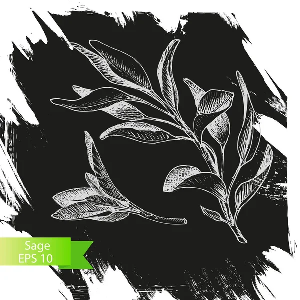 Vektör arka plan, kroki adaçayı.