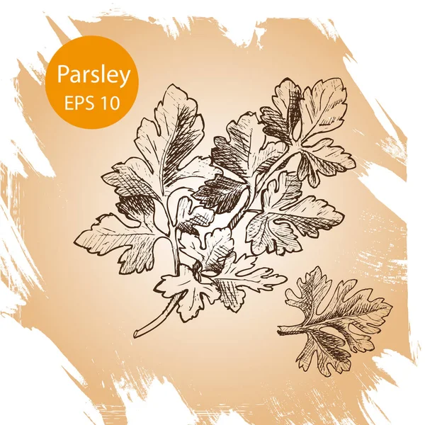 Vektör arka plan, kroki otlar, baharatlar. Kişniş çizimi.