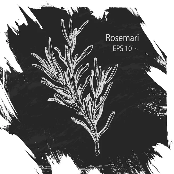 El çizilmiş biberiye dalı üzerine beyaz izole yaprakları ile. Elle çizilmiş baharatlı otlar. Tasarım için pişirme madde doodle. Baharat elle çizilmiş.
