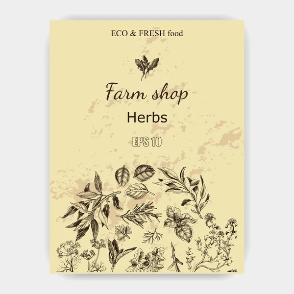 Vektör arka plan kroki otlar. Otlar - defne yaprağı, dere otu, kekik, adaçayı, biberiye, fesleğen, maydanoz, roka.