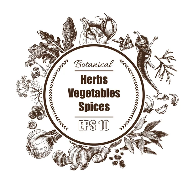 Fondo vectorial - especias, hierbas, verduras . — Vector de stock