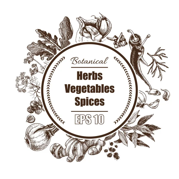 Fondo vectorial - especias, hierbas, verduras . — Archivo Imágenes Vectoriales