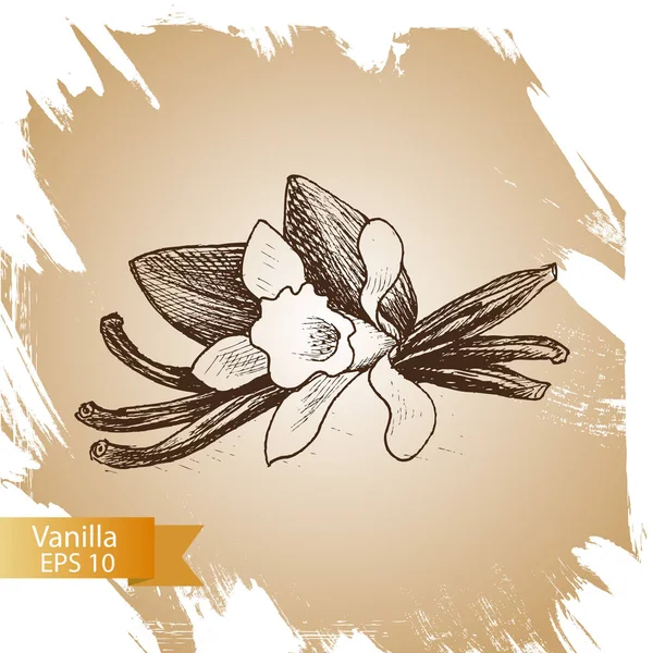 Vector fondo boceto especias. Ilustración vainilla . — Archivo Imágenes Vectoriales