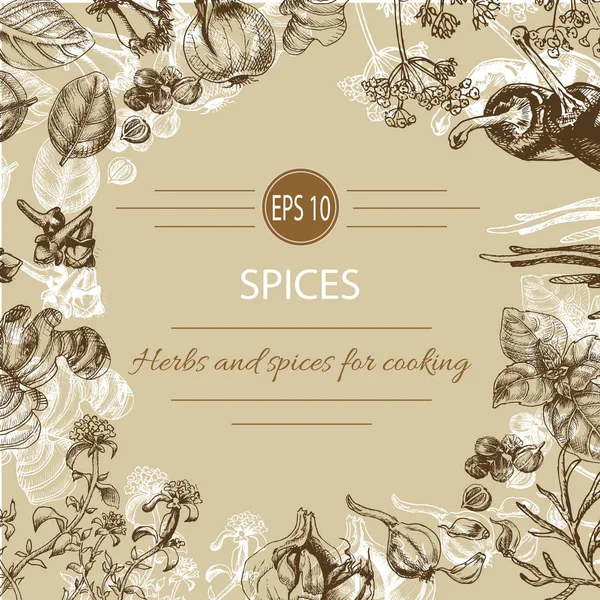 Vektör arka plan - baharatlar, bitkiler, sebze.