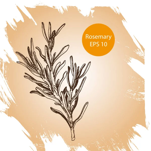 El çizilmiş biberiye dalı üzerine beyaz izole yaprakları ile. Elle çizilmiş baharatlı otlar. Tasarım için pişirme madde doodle. Baharat elle çizilmiş.