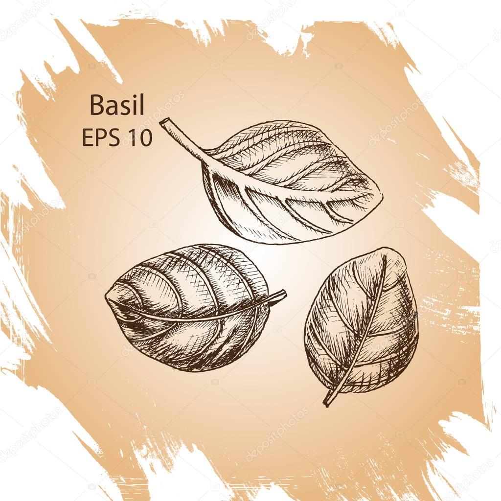 Vector background sketch Basil.