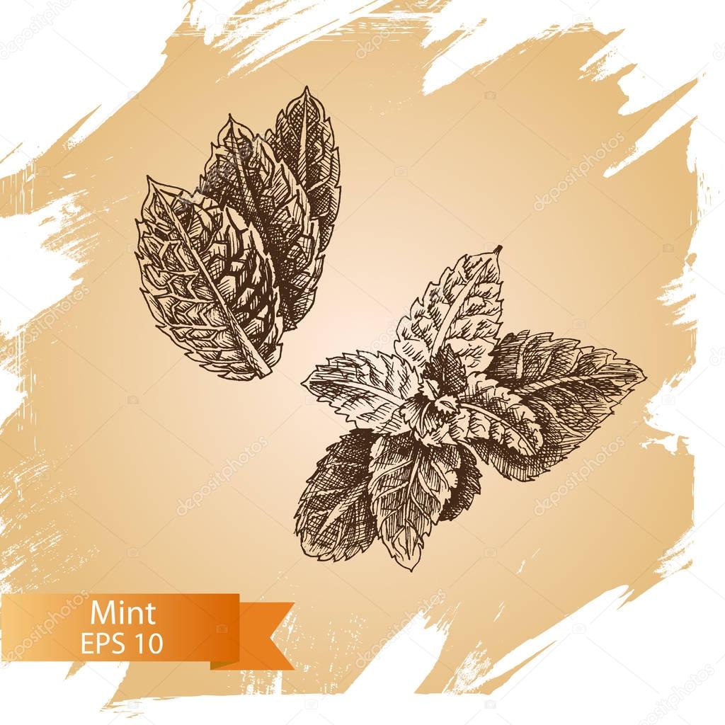 Mint vector drawing set. Isolated mint plant and leaves. Herbal engraved style illustration.