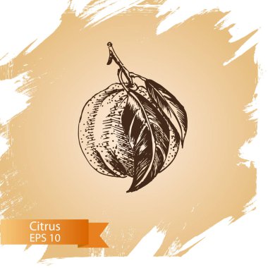 Turuncu meyve kartı 