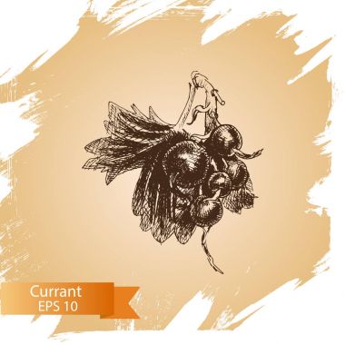 Frenk üzümü meyve kartı 