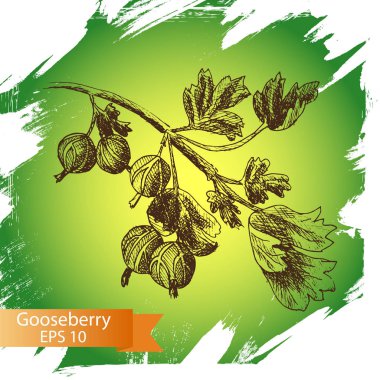 bektaşi üzümü meyve kartı 