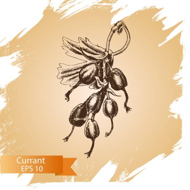 Frenk üzümü meyve kartı 