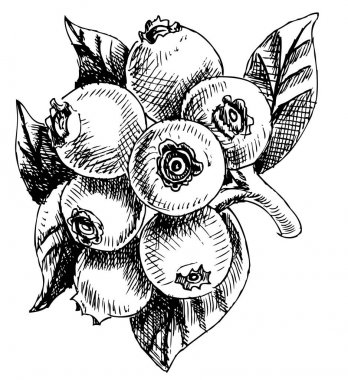 Bilberry meyve kartı 