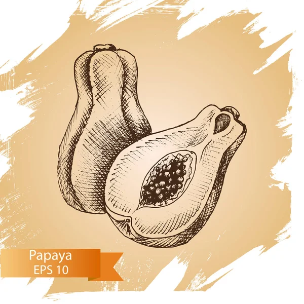 Illustration sketch avocado. — Stock Vector © artromashka 146602671