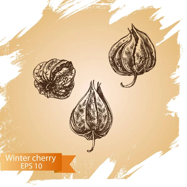 Boceto de cereza de invierno — Vector de stock